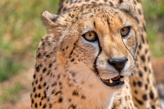 Cheetah, Acinonyx jubatus, Guepard, De Wildt Cheetah Centre, South Africa, Africa