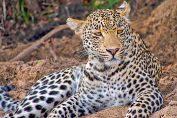 Leopard, Panthera pardus, Kruger National Park, South Africa, Africa
