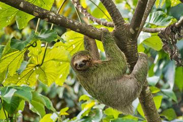 Pale-throated Sloth, Bradypus tridactylus, Three-toed Sloth, Tropical Rainforest, Marino Ballena...