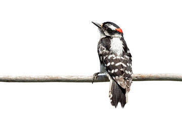Rear View of a Downy Woodpecker