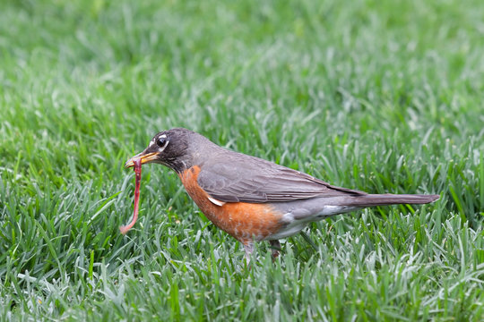 A Robin Catches an Earthworm