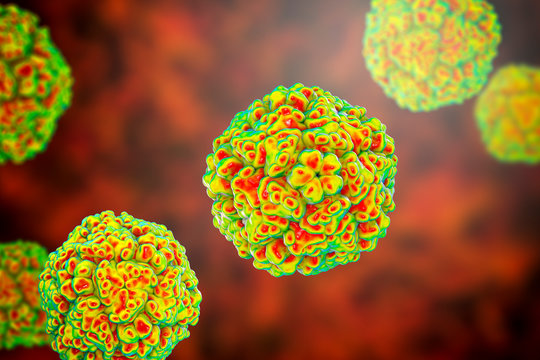 Enteroviruses, a group of RNA-viruses including Echoviruses, Coxsackieviruses, Rhinoviruses and other