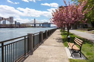 Fototapeta na wymiar Empty Riverfront along the East River on Roosevelt Island with Pink Cherry Blossom Trees and a Bench during Spring in New York City