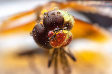 Dragonfly eyes with water droplets