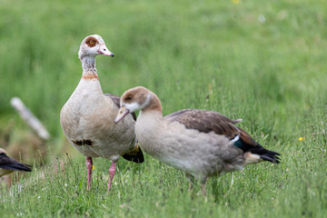 Obraz premium Nilgänse