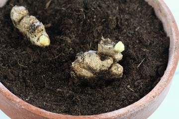 Germinated ginger root ready for planting.  Detail of sprouted ginger root in the pot.