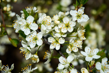 White blossoming tree. Beautiful spring cherry blossom, flower background