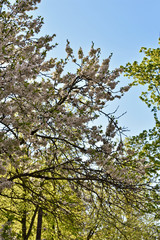 flowering apple trees in the city garden at sunset