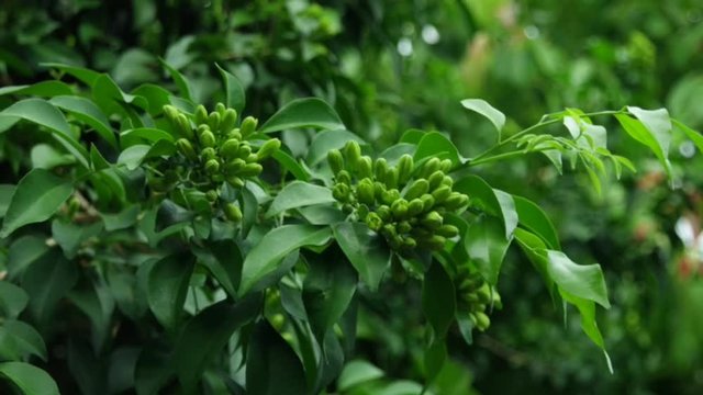 Beautiful green leaves of plants named "Murraya paniculata" growth in botanical garden,summer sunlight.Natural background.Tropical botanical trees.Selective focus.