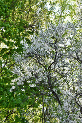 Panele Szklane  kwitnące jabłonie w miejskim ogrodzie o zachodzie słońca