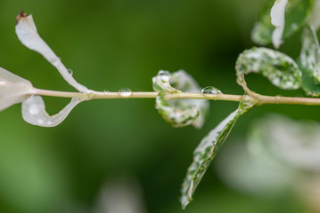 Spring © Bogdan