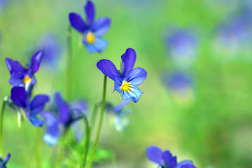 Obraz na płótnie Canvas Tiny blue wild pansy flowers on spring meadow (Viola tricolor L. Violaceae)