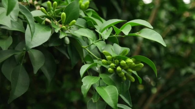 Beautiful green leaves of plants named "Murraya paniculata" growth in botanical garden,summer sunlight.Natural background.Tropical botanical trees.Selective focus.