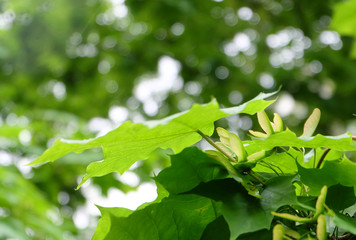 Maple branch ((lat. Ácer)) with young seeds in spring, backlight, selective focus, horizontal composition.