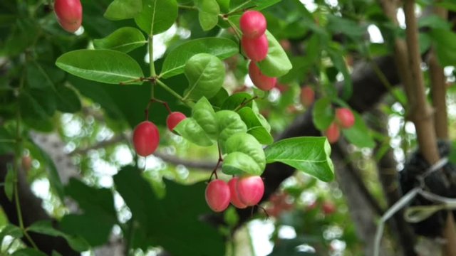 Fresh Carunda or Karonda fruit growth on the branch tree in organic botanical garden,summer sunlight. Herb fruit for health.