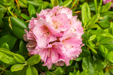 Obraz premium Pink azalea