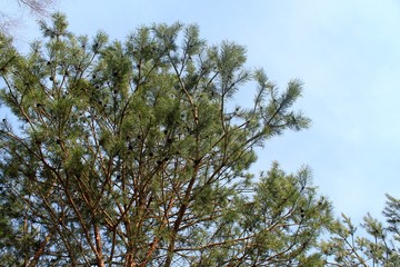 Obraz premium crown of pine