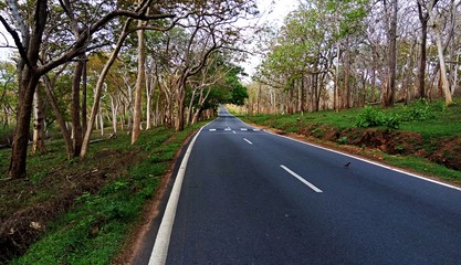 Fototapeta premium Early morning view of a road in the Bandipur National Park with no vehicles