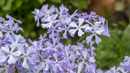 Flower with purple and white color in garden of a house. The name of the flower is Phlox paniculata. It is classically beautiful perennial.