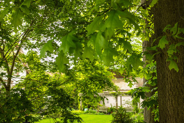 trees in the park