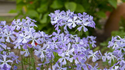 Fototapeta premium Flower with purple and white color in garden of a house. The name of the flower is Phlox paniculata. It is classically beautiful perennial.