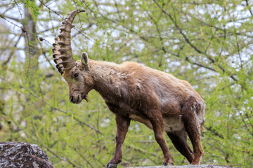 stambecco nel parco nazionale del Gran Paradiso	