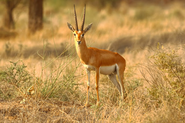 An Indian gazelle antelope also called Chinkara with large long pointed horns standing alone under the evening sun and amidst dry grass at Rajasthan India