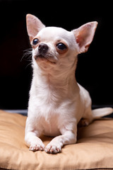 Chihuahua smooth-haired cream lies on a beige pillow and carefully looking up. Portrait on a black background. Vertical orientation.