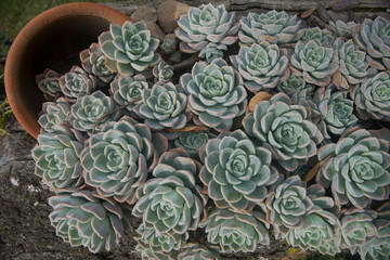 Close-up of a bunch of succulent plants