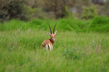 Indian gazelle chinkara antelope with pointed horns standing amidst green grass and flowers at Rajasthan India