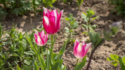 Tulips with pink and white color in garden. Flowers in yard of a house. 