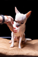 Chihuahua smooth-haired cream sits on a beige pillow and licks a human hand. Black background. Vertical orientation.