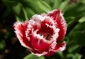 Beautiful red and white Tulip. One red and white Tulip in garden. Blurry tulips in a tulip garden.