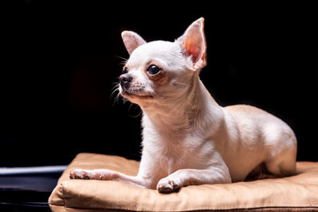Chihuahua smooth-haired cream lies on a beige pillow and looking to the side. Portrait on a black background. Horizontal orientation.