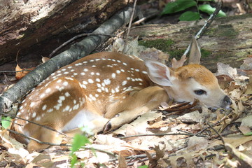 white tailed deer fawn resting on the ground in the woods in spring