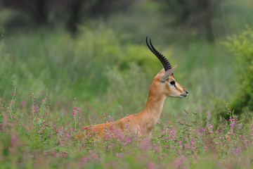 Naklejka na ściany i meble Indian gazelle chinkara antelope with pointed horns standing amidst green grass and flowers at Rajasthan India