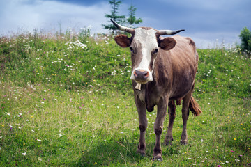 Cow on a pasture