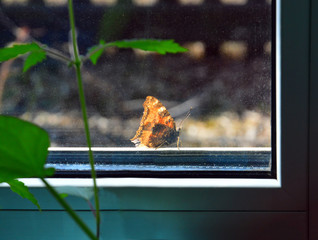 Behind the glass. Brown Urticaria butterfly sitting outside the window. On the windowsill the seedlings for a vegetable garden.