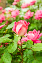 Pink rose in the garden