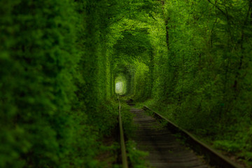 Green tunnel and railway in the woods