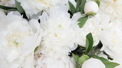 close up of white peony rose flowers