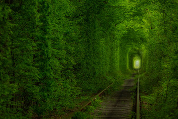 Green tunnel of love in ukrainian forest with railway