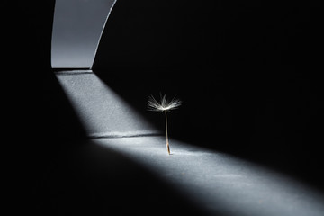 Dandelion seeds photographed as a fine art concept