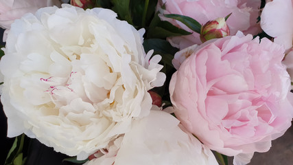 Pink peony petals delicate rose flower peonies
