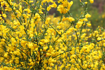 Close-up of blooming cytisus scoparius, yellow broom. Shrub brunches with blossoms in spring,...