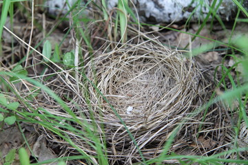 Bird's nest in the grass