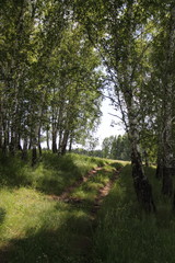 Road in the birch forest