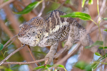 Pantherchamäleon im Regenwald von Madagaskar