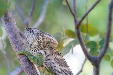 Fototapeta na wymiar Pantherchamäleon im Regenwald von Madagaskar