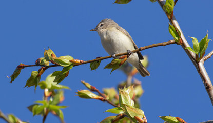 A Warbling Vireo in a wetland tree in Huntsville Ontario in mid May